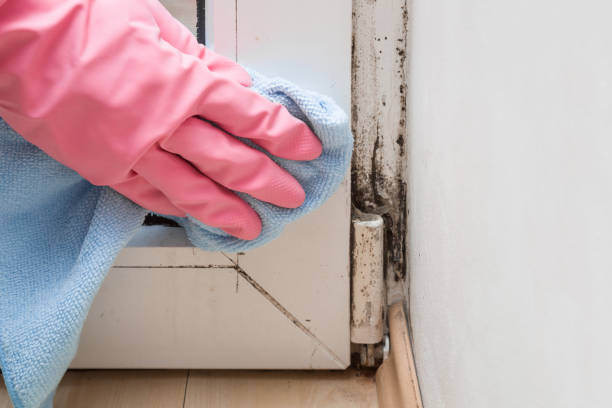 Best Mold Cleaning Services  in USA